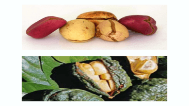 The Concept of "Ọjị" (Kola Nut) and Its Cultural Significance