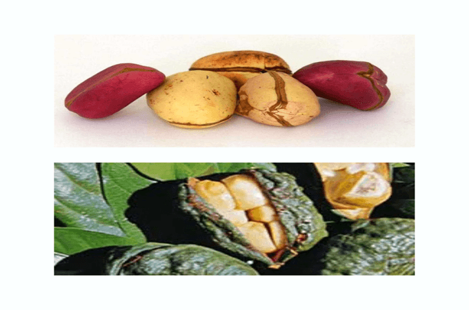 The Concept of "Ọjị" (Kola Nut) and Its Cultural Significance